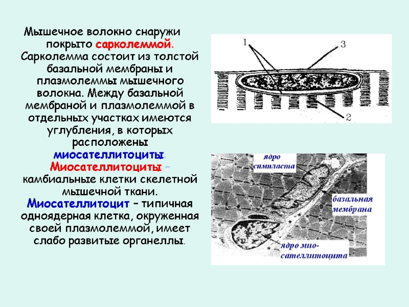 Мышечное волокно снаружи покрыто сарколеммой. Сарколемма состоит из толстой базальной мембраны и плазмолеммы мышечного